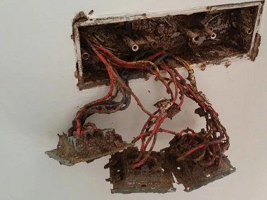 顺德白蚁防控所——白蚁能吃钢筋水泥吗?