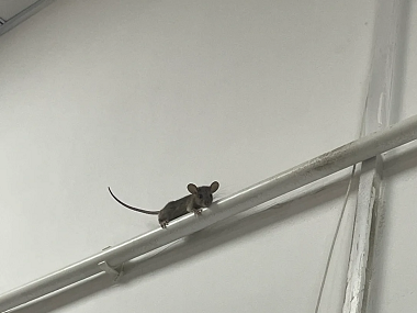 佛山杀虫灭鼠机构卧室和书房怎样布置捕鼠笼