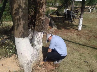 佛山专业治白蚁机构杉木白蚁虫害防治的方法