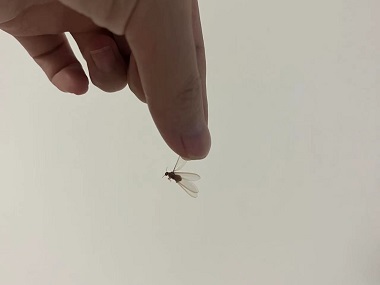 高明蚁害消杀公司出现长翅白蚁，务必提高警惕！